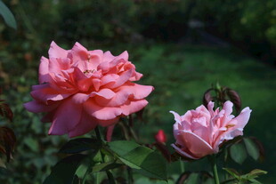 月季花  