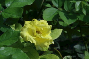 月季花  