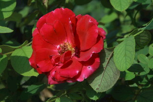 月季花  