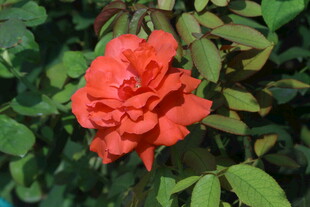 月季花  