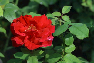 月季花  