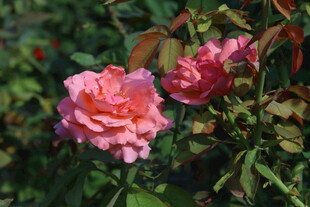 月季花 