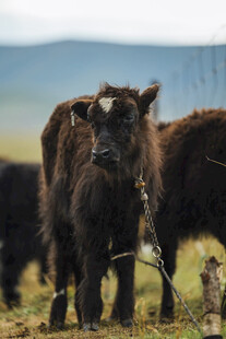 草原上的黑色牦牛
