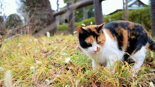 三色猫于草地专注观察