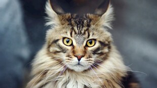 长毛缅因猫的可爱瞬间