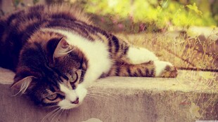 慵懒猫咪惬意趴卧