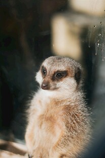 可爱狐獴特写