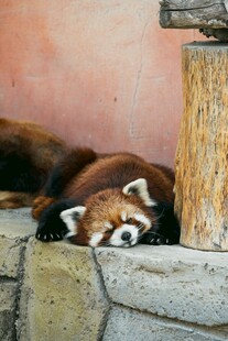 小熊猫惬意趴卧石边