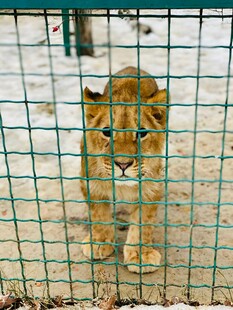 笼中幼狮