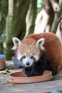 小熊猫低头进食可爱瞬间