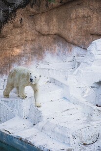 雪地中的北极熊