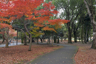 秋日公园枫叶铺径美景