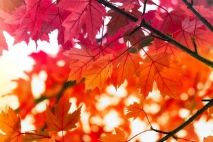 秋日艳丽枫叶枝头绽放
