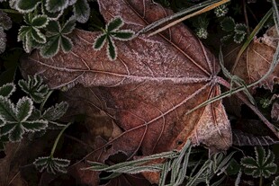 秋日枯叶与绿植交织景象