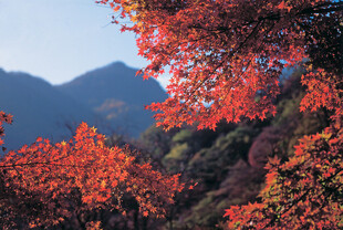 秋日山林红叶美景