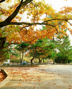 秋日公园落叶美景