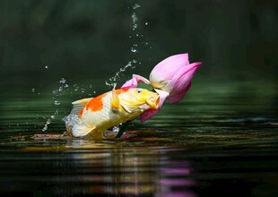 锦鲤荷花
