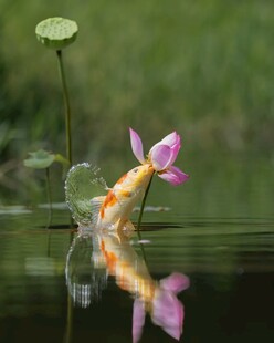 锦鲤荷花