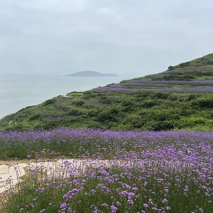 海边紫色马鞭花花海浪漫景致