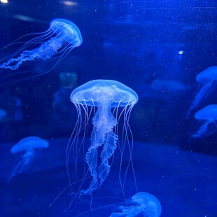 梦幻水母在水中轻盈游动