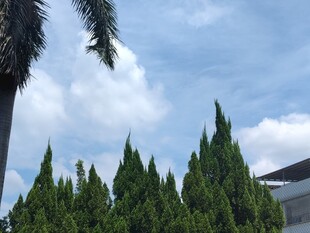 蓝天绿树景观