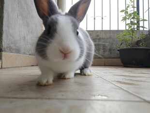 可爱灰白小兔