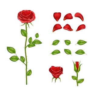 玫瑰花素材集