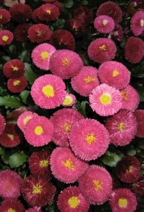 玫红色雏菊特写唯美花卉摄影素材