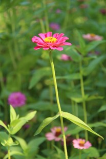 花园中盛开的粉色百日菊特写