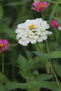 清新花丛中的各色盛开百日菊