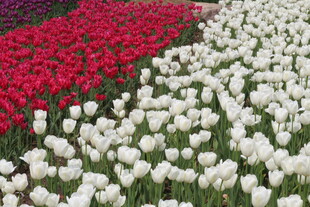 春日色彩分层郁金香花田景观