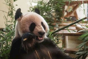 憨态熊猫惬意享受时光