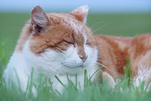 草地上闭眼休憩的猫咪