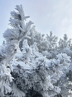 冬日雾凇雪景迷人风光