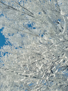 冬日雾凇雪景迷人风光