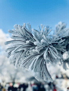 冬日雾凇雪景迷人风光