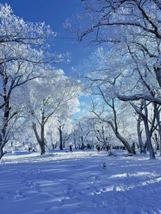 冬日雪林美景