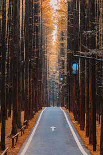 秋日林间公路