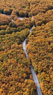 秋日山林间蜿蜒公路美景