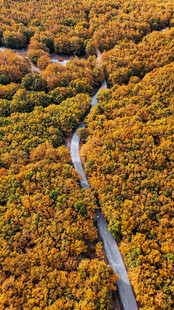 秋日山林间蜿蜒的公路