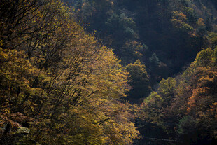 秋日山林斑斓美景