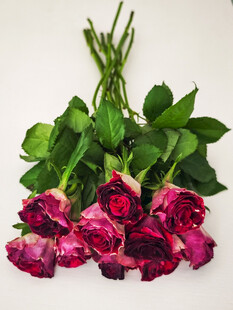 紫粉色玫瑰花束