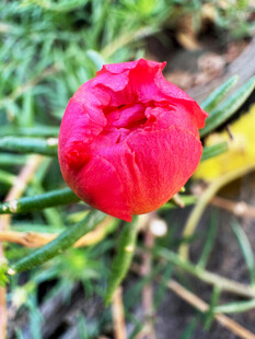 娇艳欲滴的红色花朵