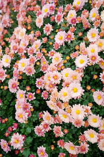 缤纷雏菊绽放生机