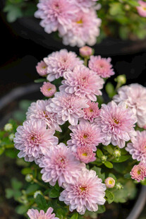 粉色菊花绽放