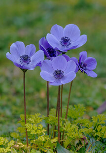 紫色银莲花绽放于草地