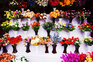 多彩花卉展示