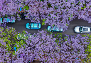 紫花簇拥下的道路与车辆