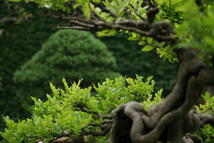 虬枝绿植尽显自然之美
