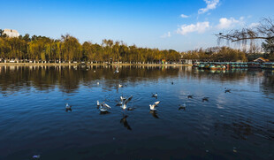 湖畔群鸟嬉戏的宁静画面